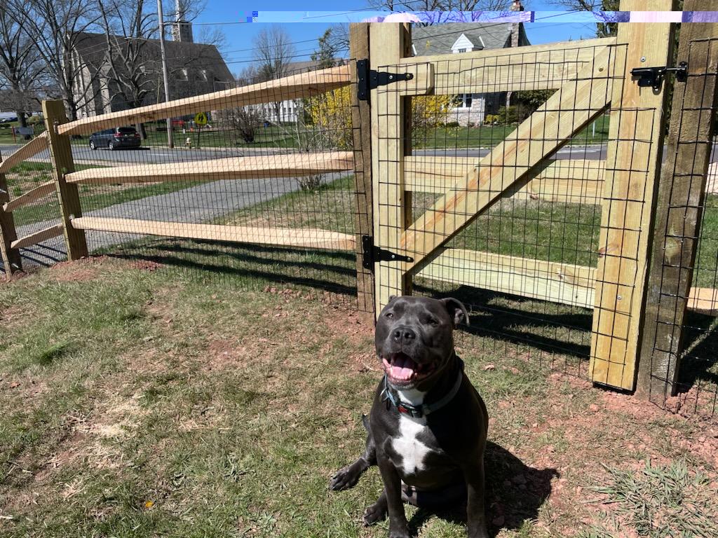 Strong Fence work photo — wooden split-rail fence with integrated gate, brown dog sitting in front. Strong Fence is currently quoting on the New Hope front-gate replacement.